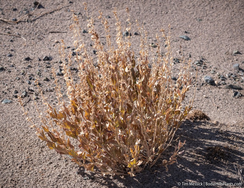 Nevada Sanddune Beardtongue photo 6