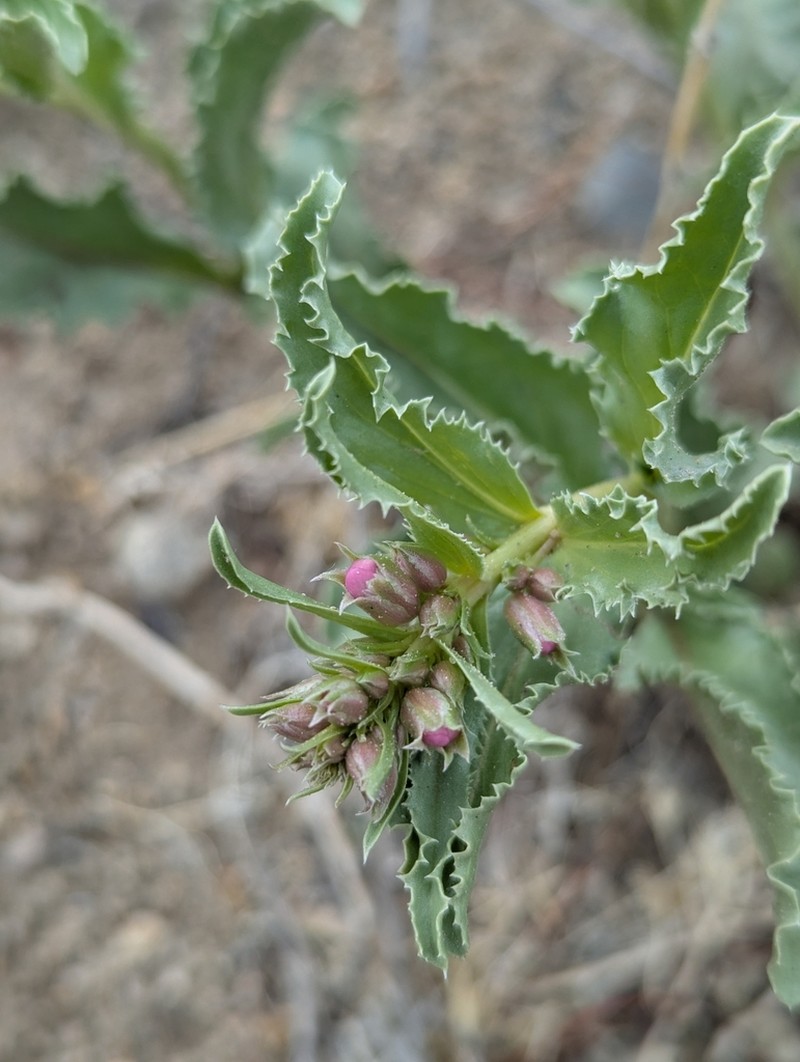 Nevada Sanddune Beardtongue photo 7