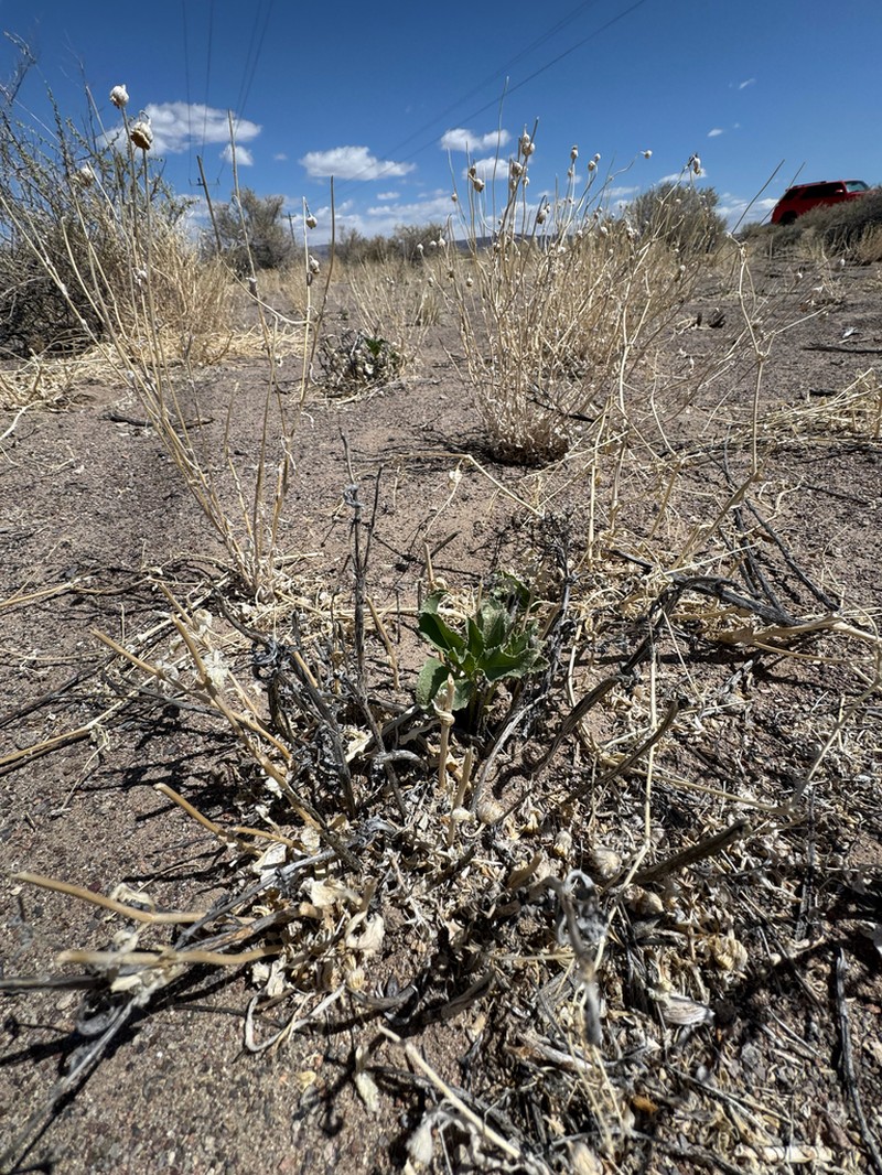Nevada Sanddune Beardtongue photo 8