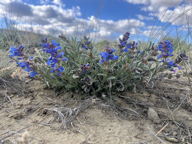 Sand Penstemon photo 2