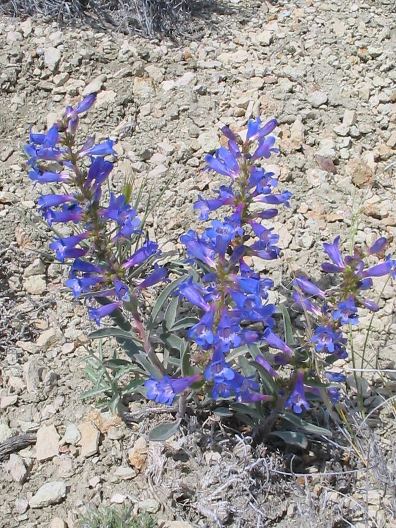 Sand Penstemon