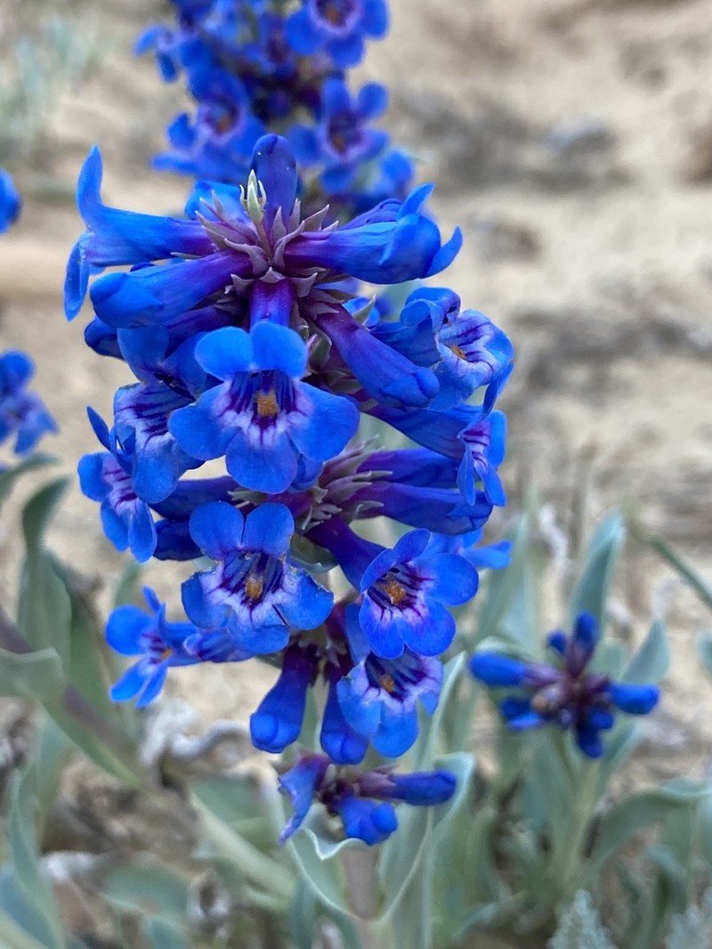 Sand Penstemon photo 3