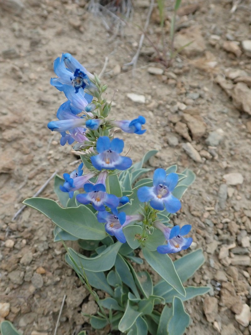 Sand Penstemon photo 4