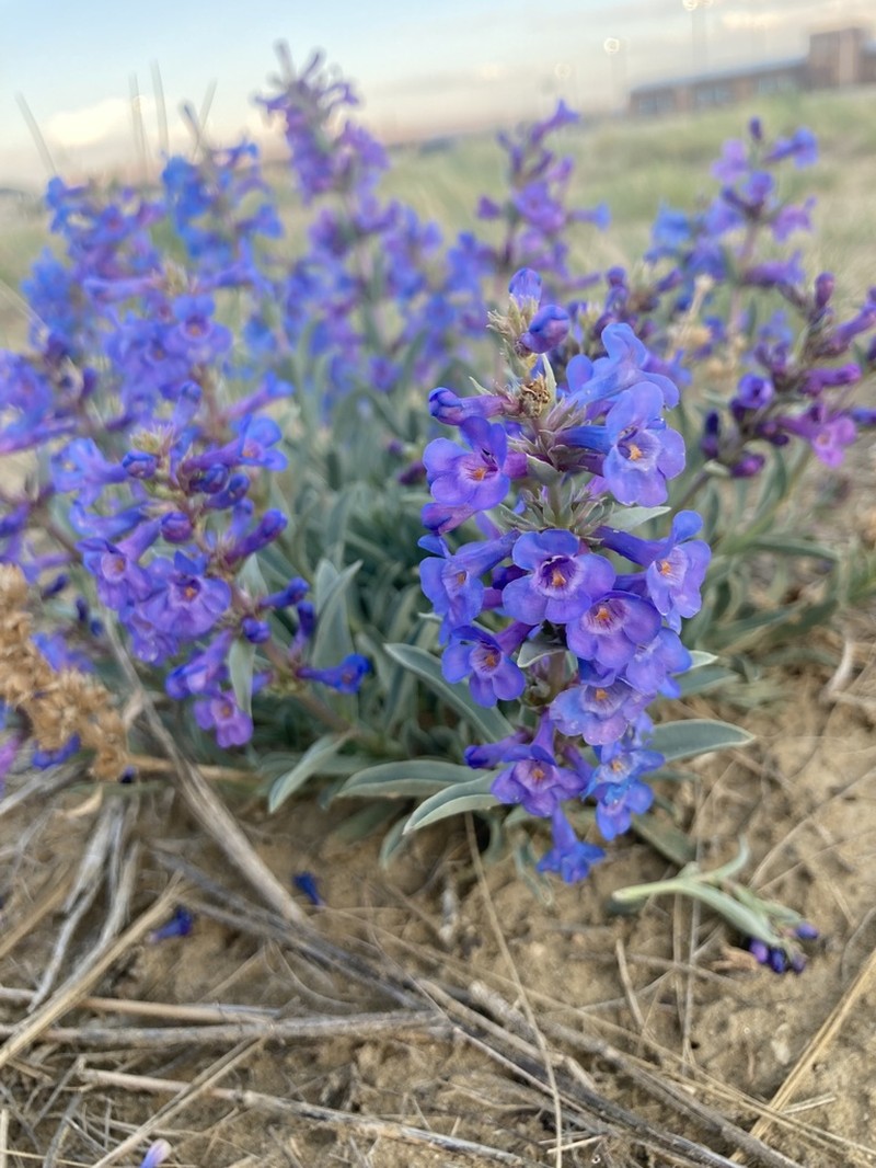 Sand Penstemon photo 5