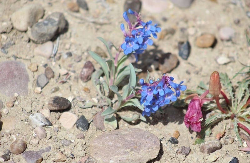 Sand Penstemon photo 6