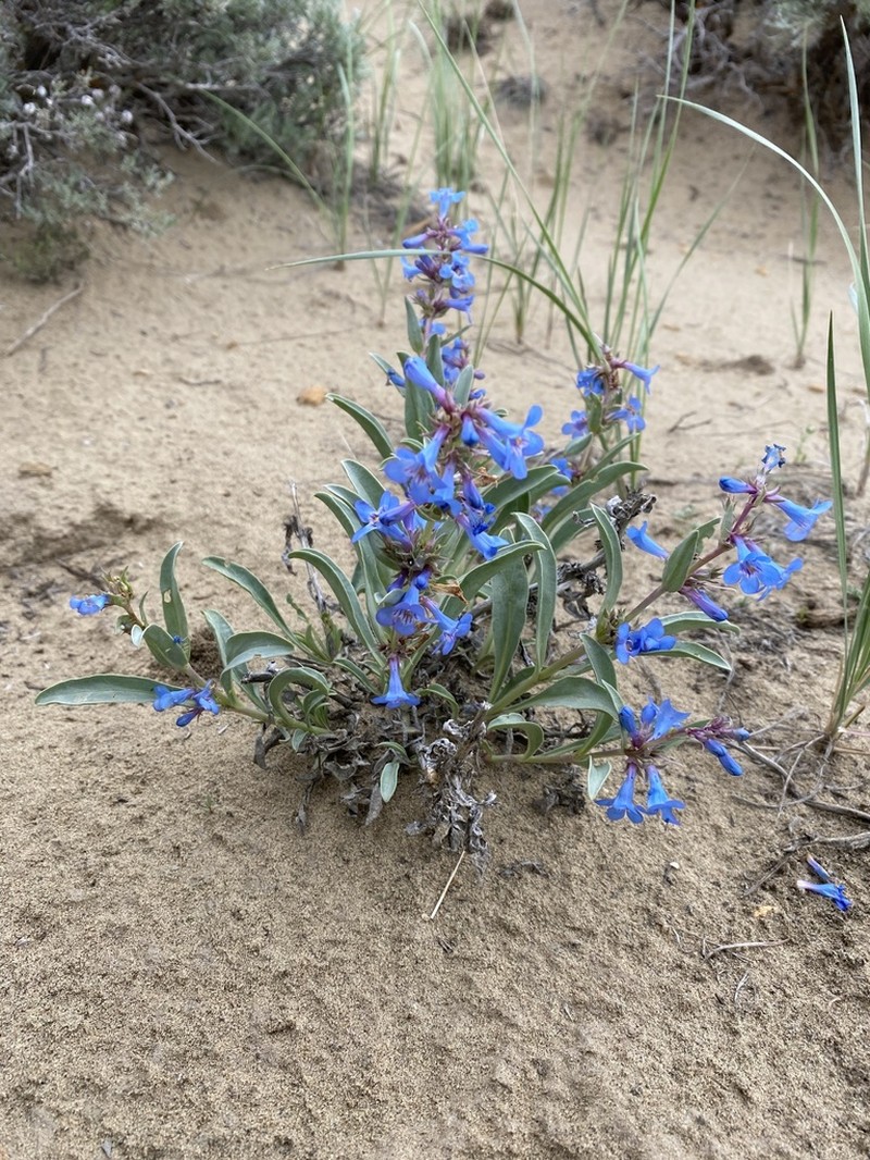 Sand Penstemon photo 7