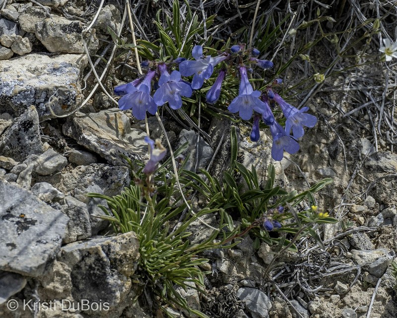 Stiffleaf Penstemon