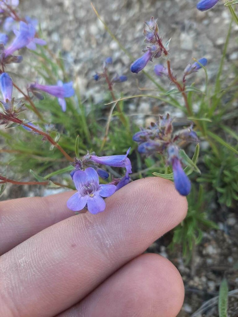 Stiffleaf Penstemon photo 2
