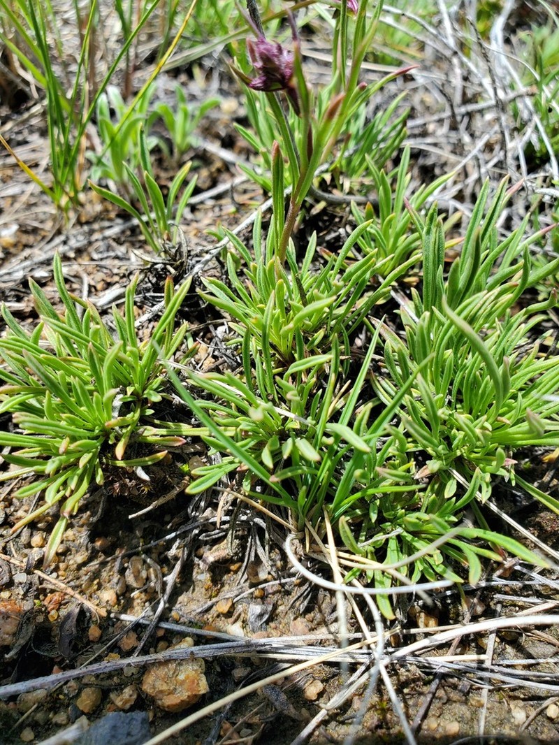 Stiffleaf Penstemon photo 3