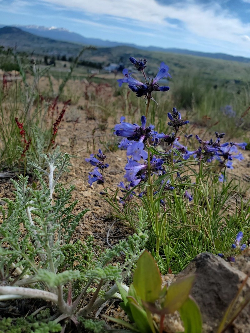 Stiffleaf Penstemon photo 4