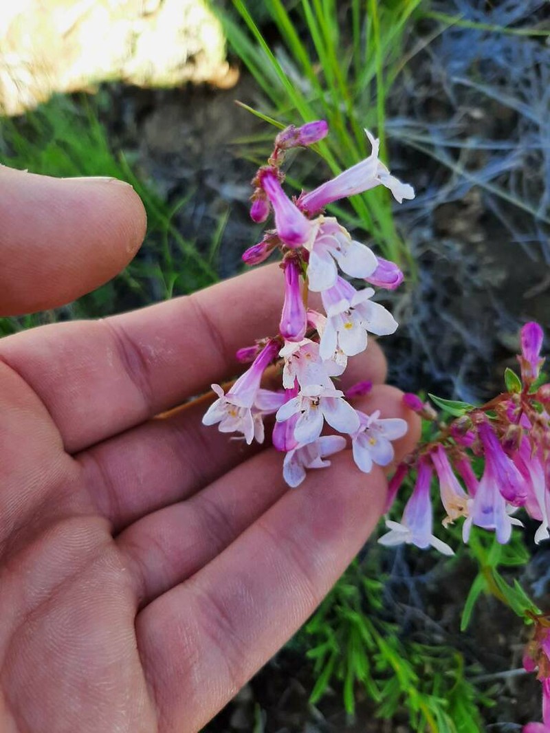 Stiffleaf Penstemon photo 5