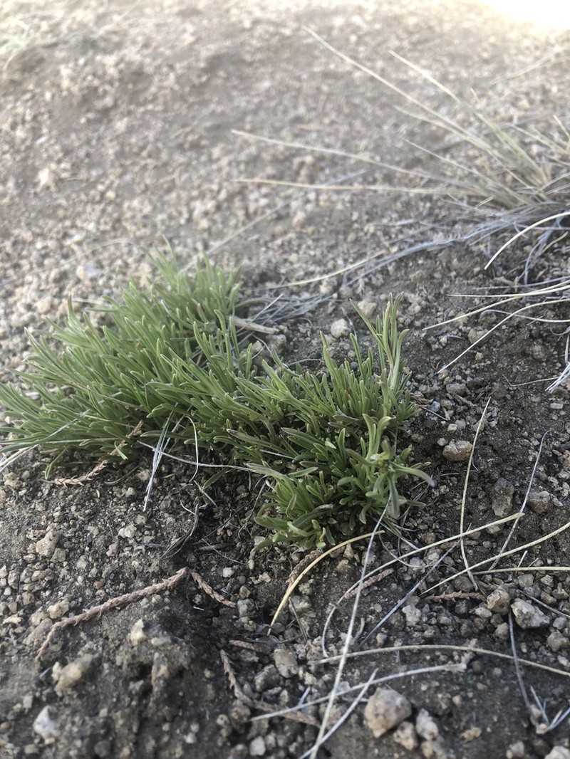 Stiffleaf Penstemon photo 6