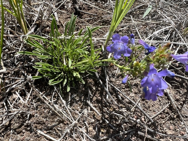 Stiffleaf Penstemon photo 7