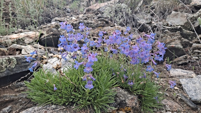 Stiffleaf Penstemon photo 8