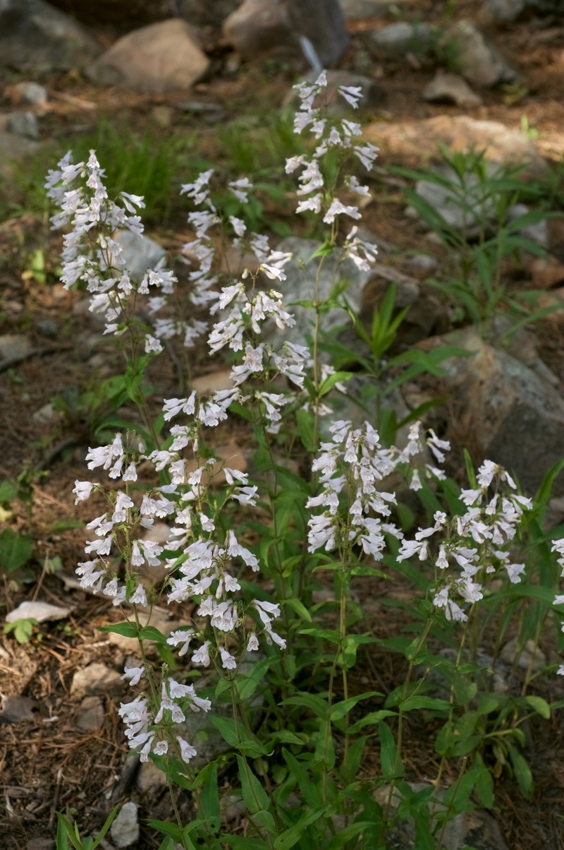 Arkansas Beardtongue