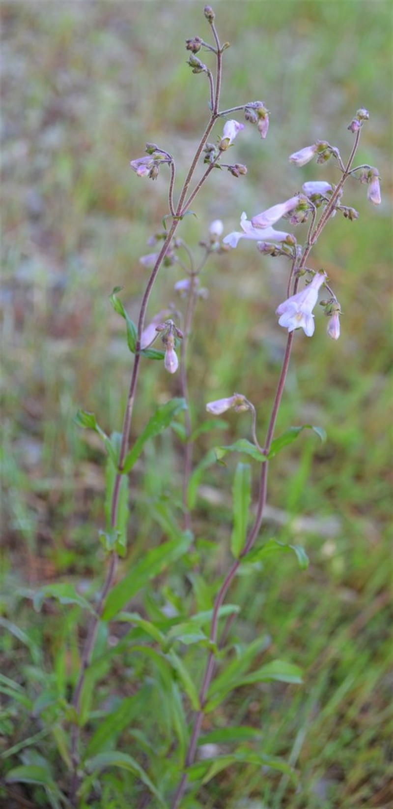 Arkansas Beardtongue photo 3