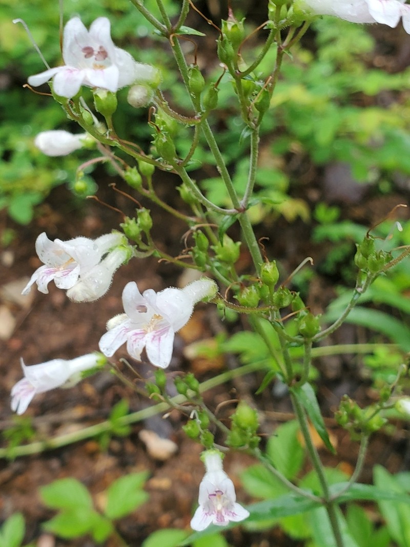 Arkansas Beardtongue photo 4