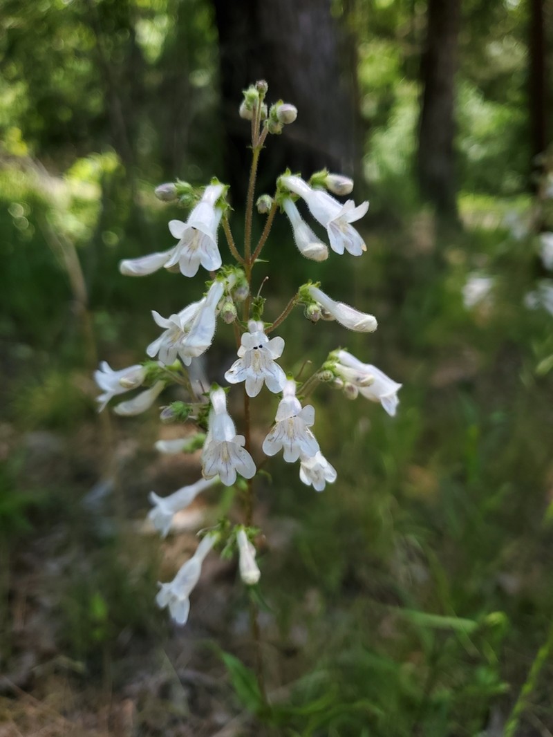 Arkansas Beardtongue photo 5