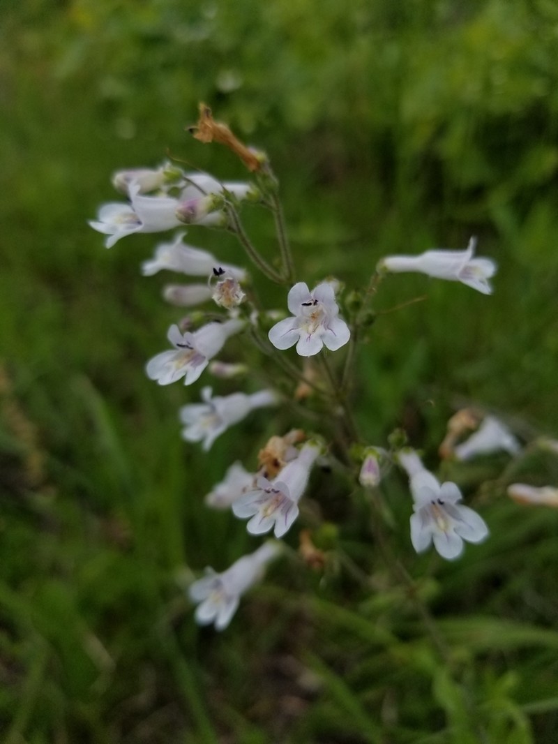 Arkansas Beardtongue photo 6
