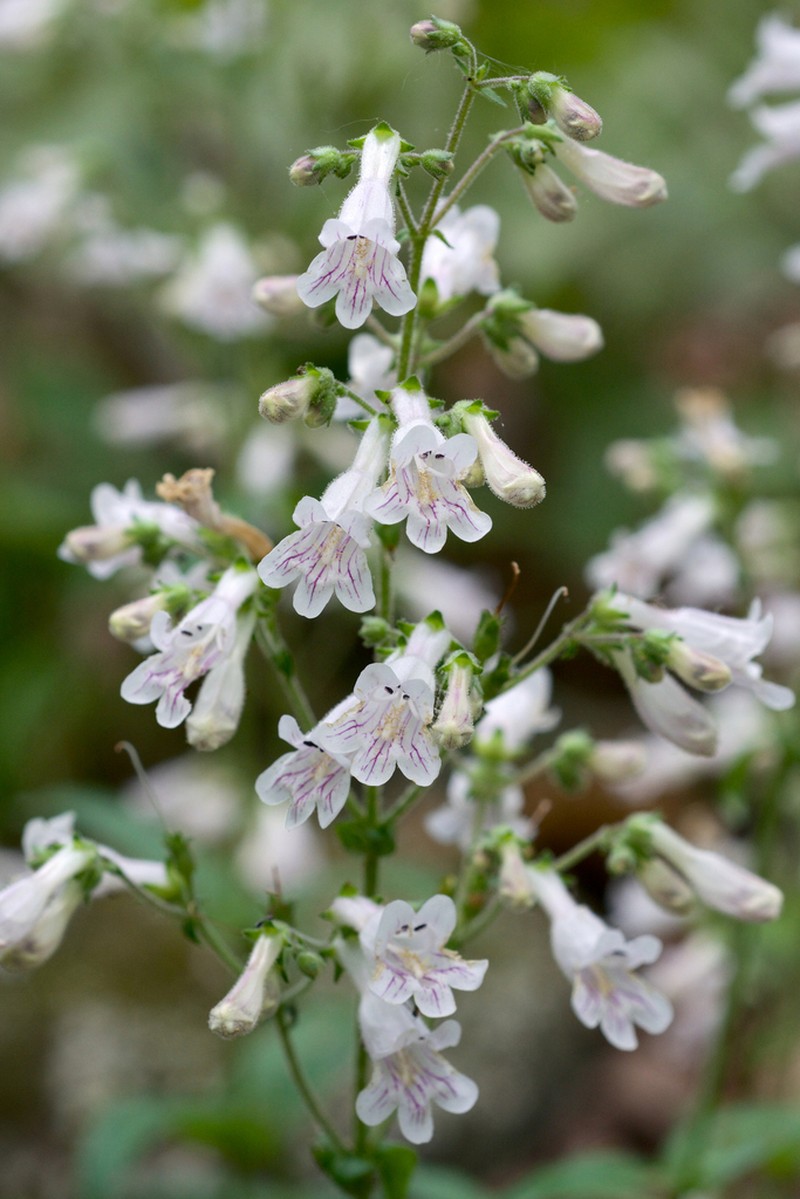 Arkansas Beardtongue photo 7