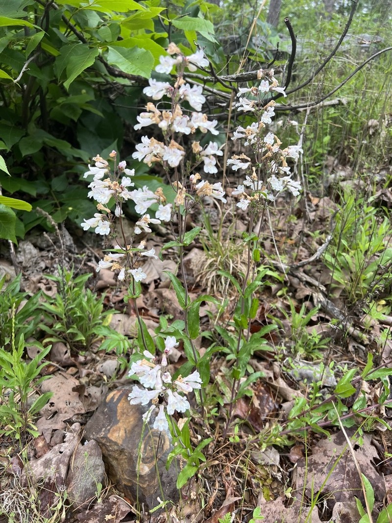 Arkansas Beardtongue photo 8