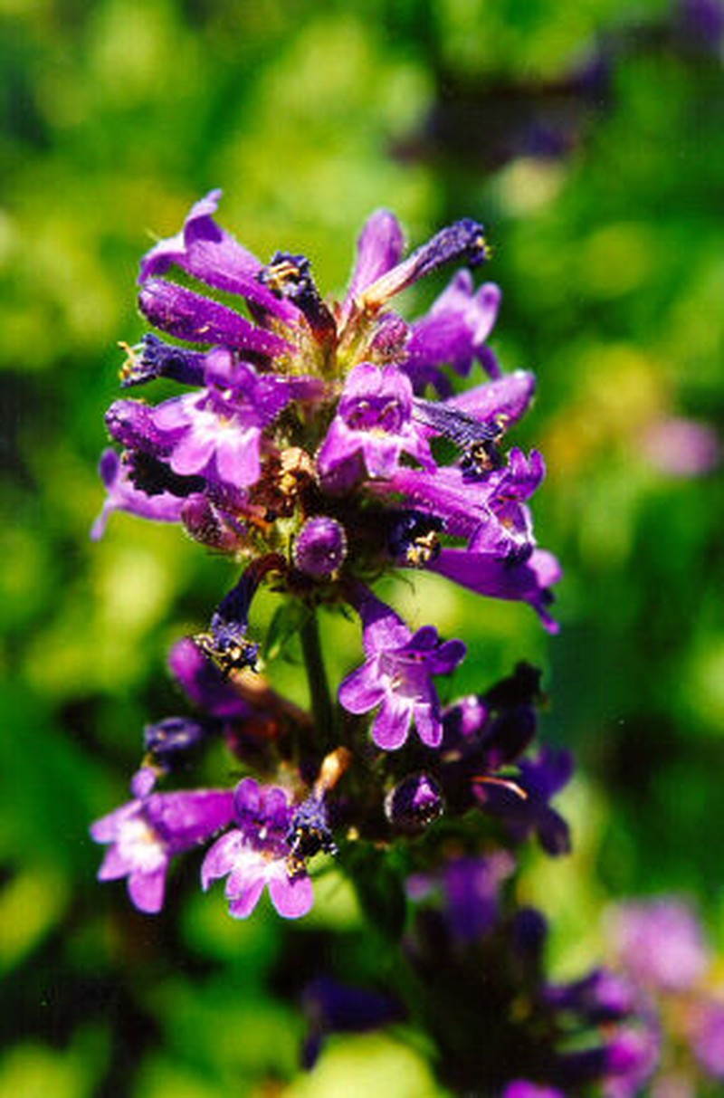 Sulphur Penstemon