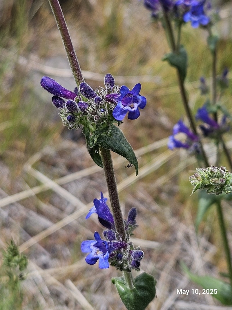 Sulphur Penstemon photo 2