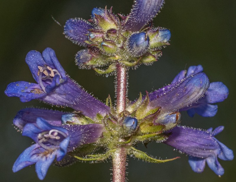 Sulphur Penstemon photo 3