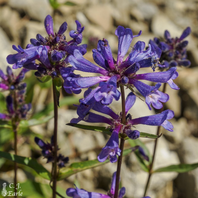 Sulphur Penstemon photo 4