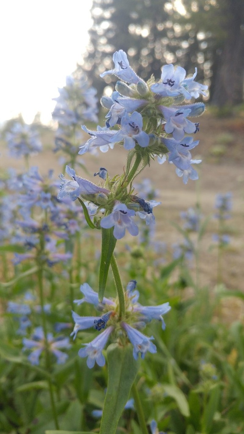 Sulphur Penstemon photo 5