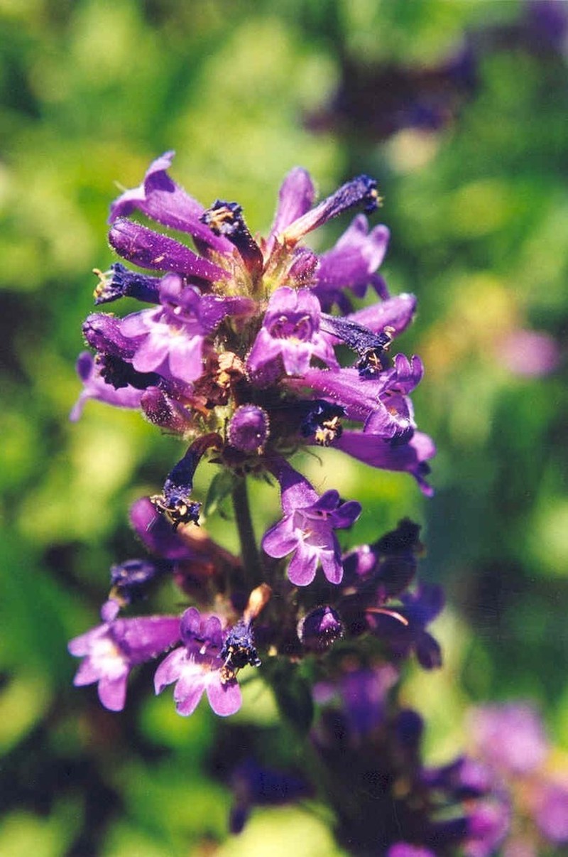 Sulphur Penstemon photo 6