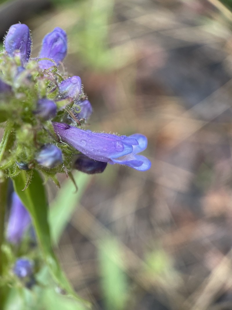 Sulphur Penstemon photo 7