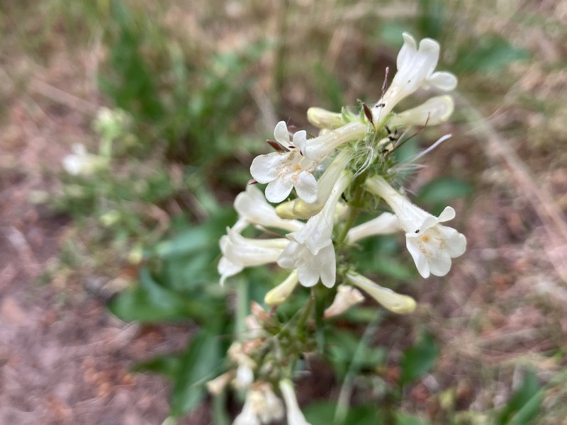 Penstemon attenuatus var. attenuatus