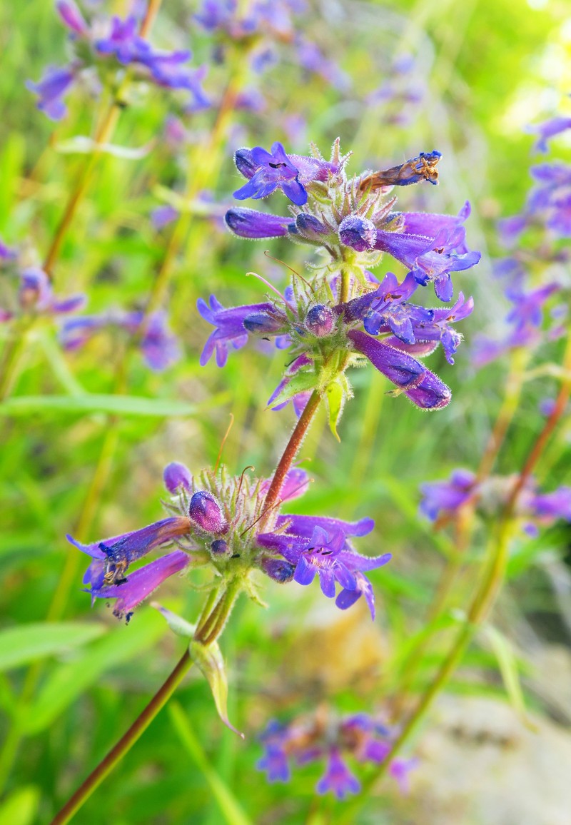 Penstemon attenuatus var. attenuatus photo 4