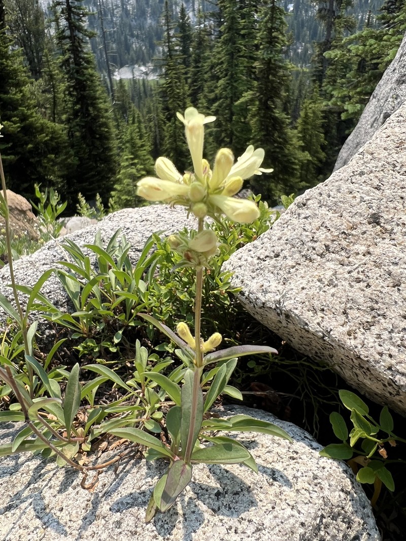 Penstemon attenuatus var. attenuatus photo 6