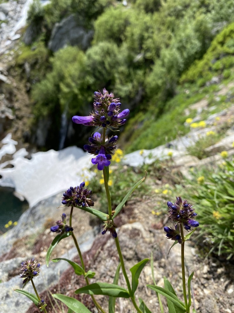 Penstemon attenuatus var. militaris