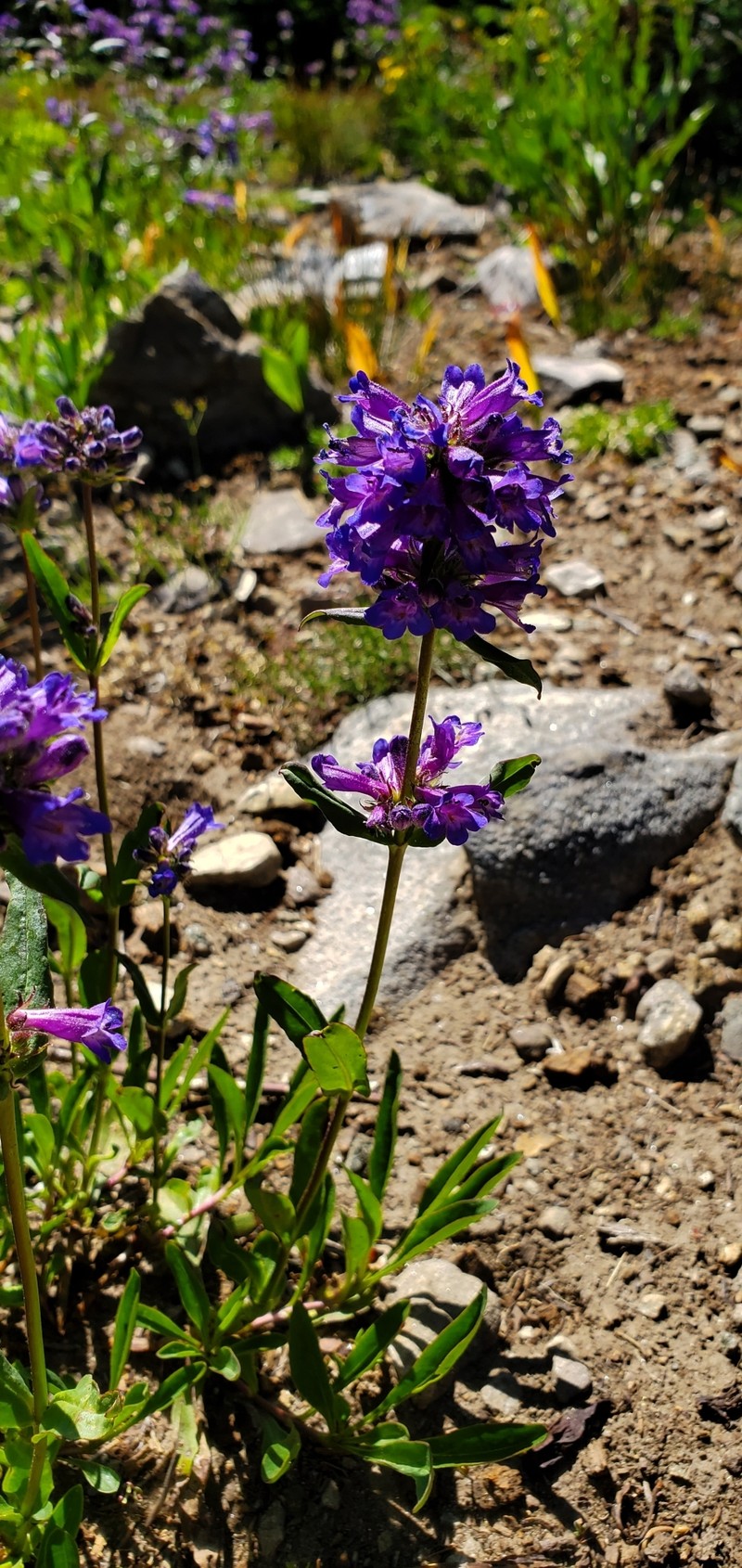 Penstemon attenuatus var. militaris photo 2