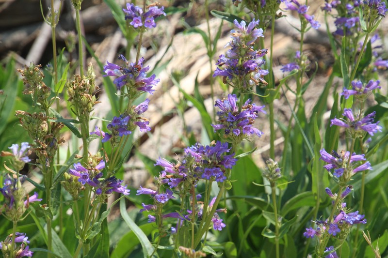 Penstemon attenuatus var. militaris photo 3