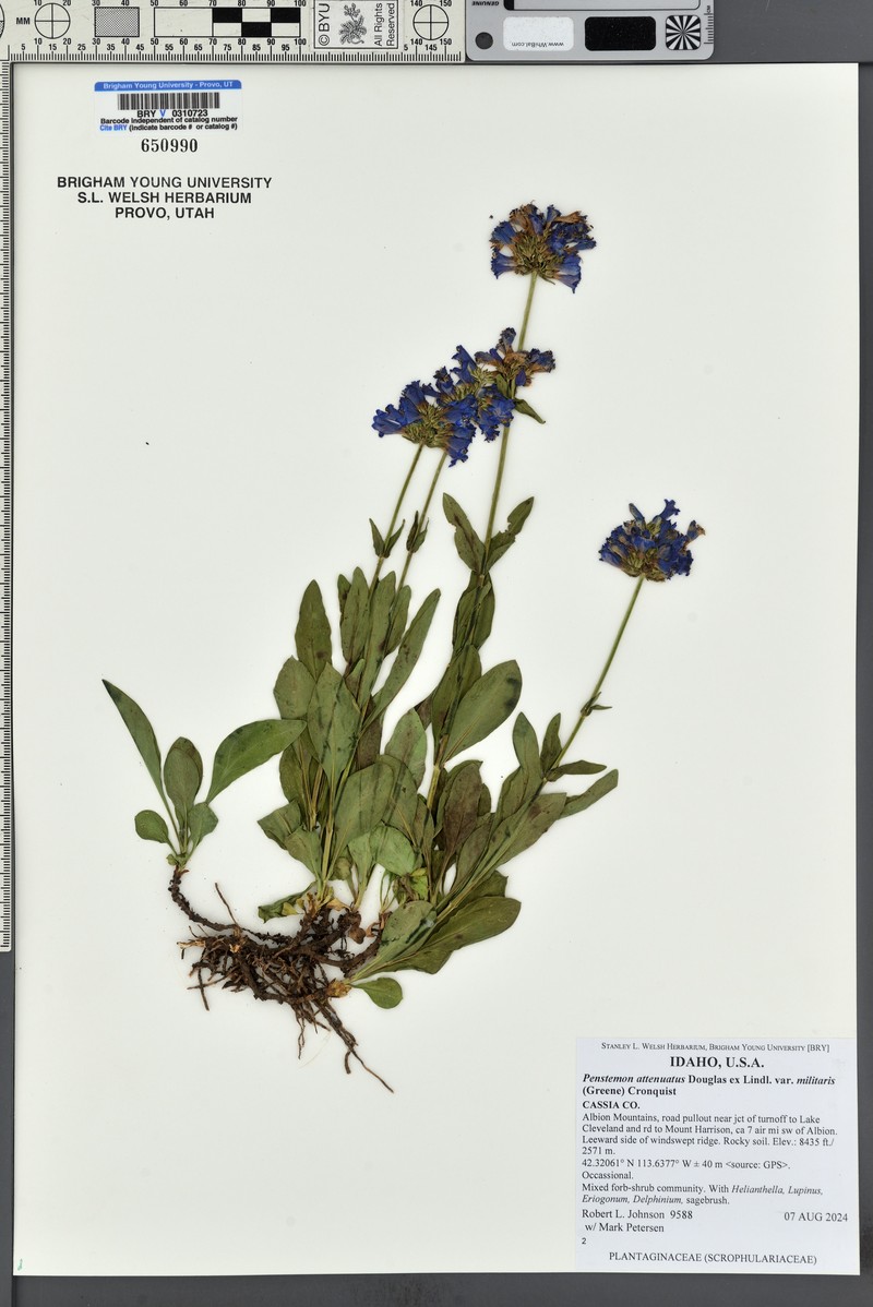 Penstemon attenuatus var. militaris photo 4