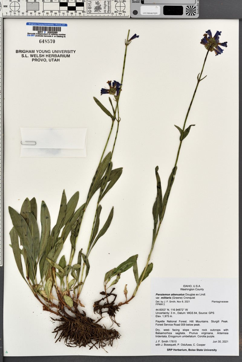 Penstemon attenuatus var. militaris photo 5