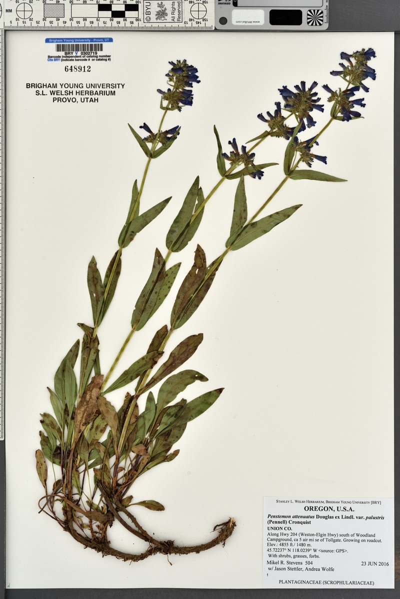 Penstemon attenuatus var. palustris