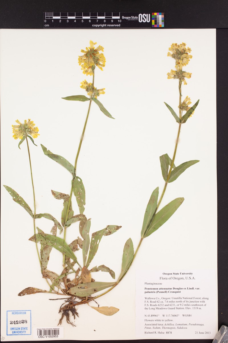 Penstemon attenuatus var. palustris photo 2