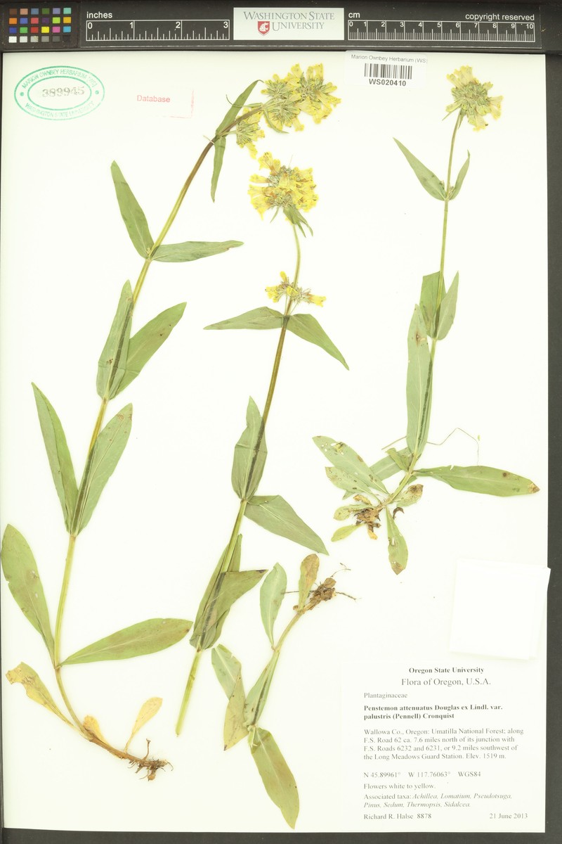 Penstemon attenuatus var. palustris photo 3