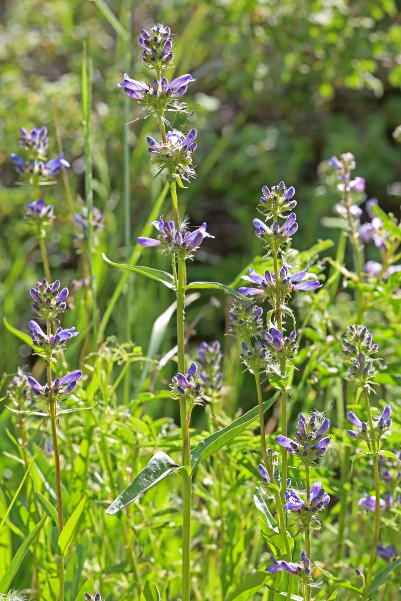 Penstemon attenuatus var. pseudoprocerus