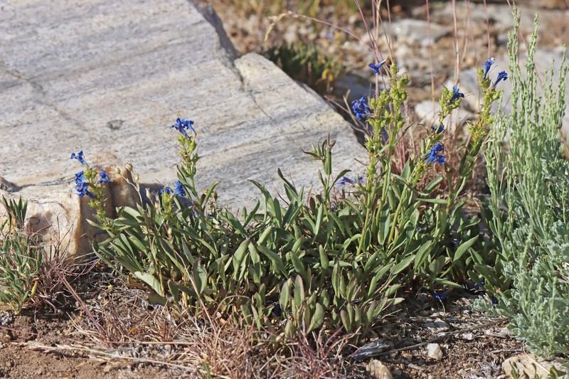 Penstemon attenuatus var. pseudoprocerus photo 2