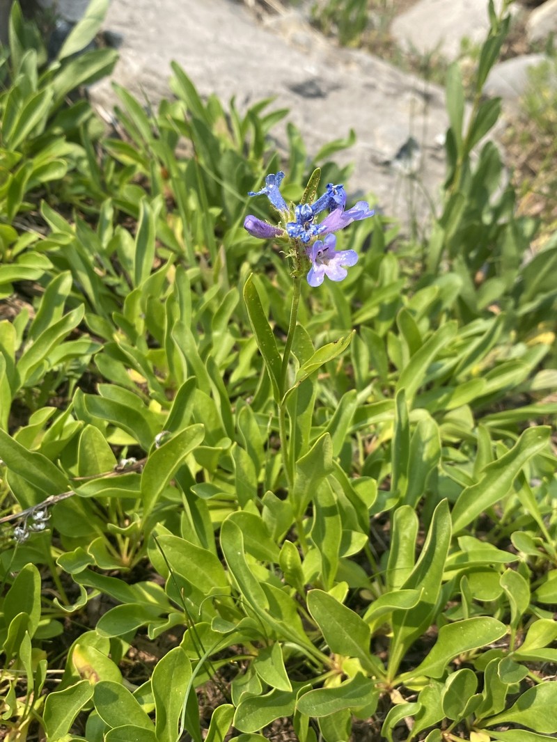 Penstemon attenuatus var. pseudoprocerus photo 3