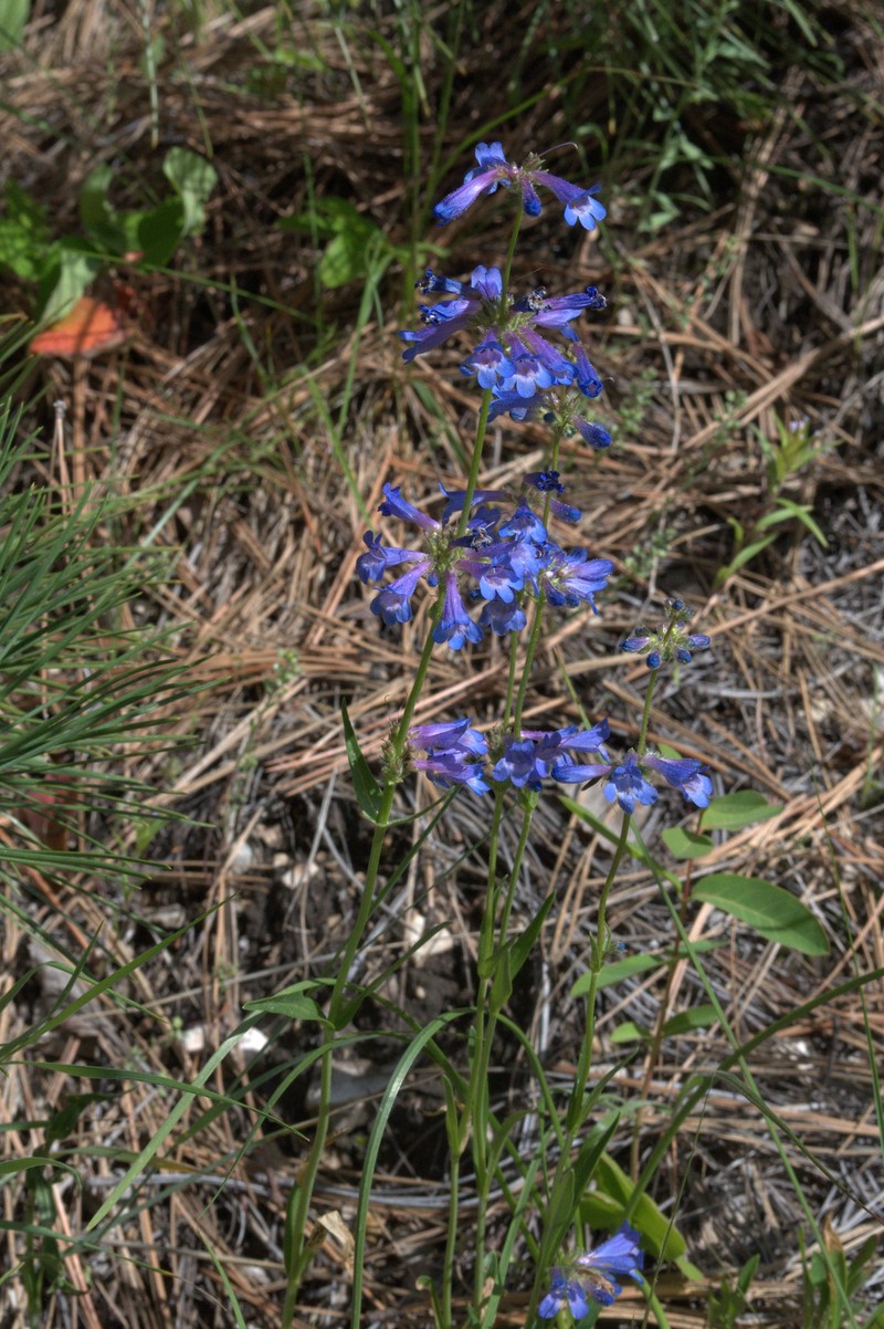 Penstemon attenuatus var. pseudoprocerus photo 4