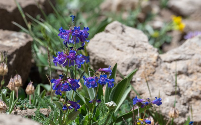 Penstemon attenuatus var. pseudoprocerus photo 5