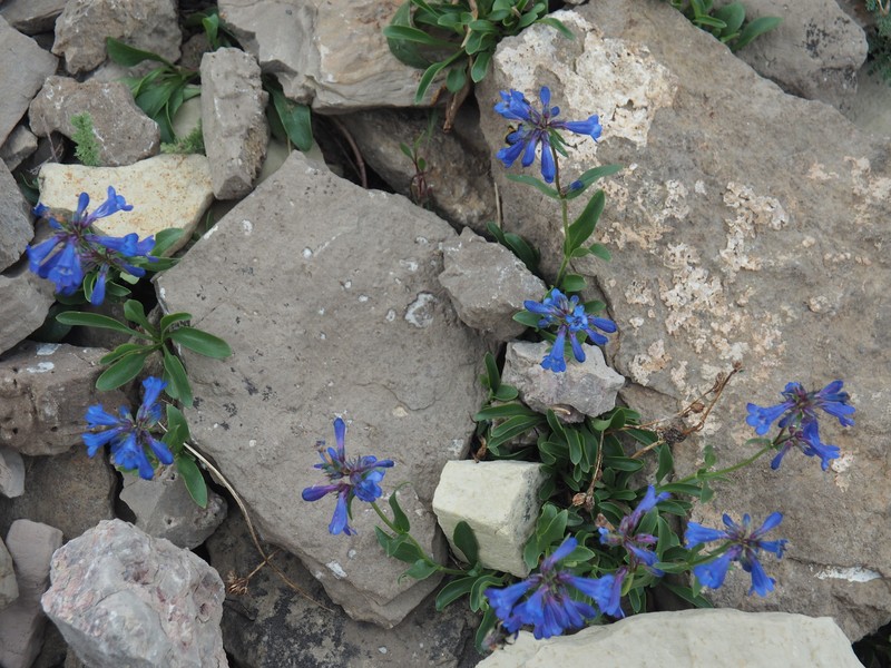 Penstemon attenuatus var. pseudoprocerus photo 6