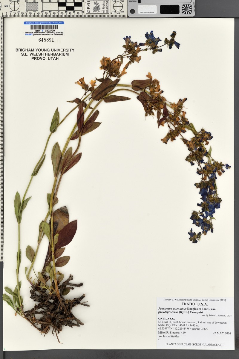 Penstemon attenuatus var. pseudoprocerus photo 7